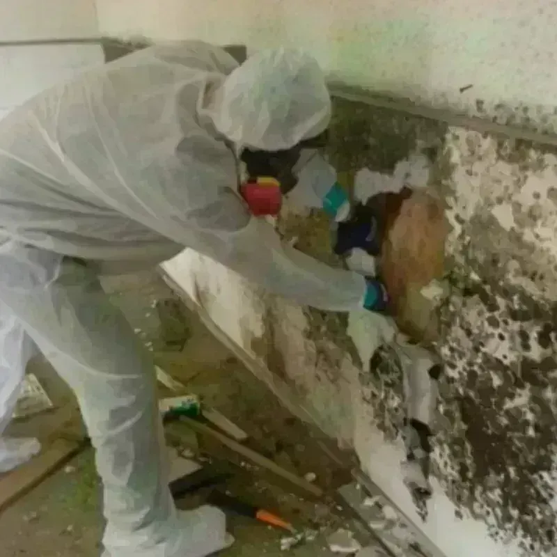 Mold Remediation and Removal in Clayton, GA